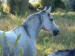 horse_by_squiter.jpg